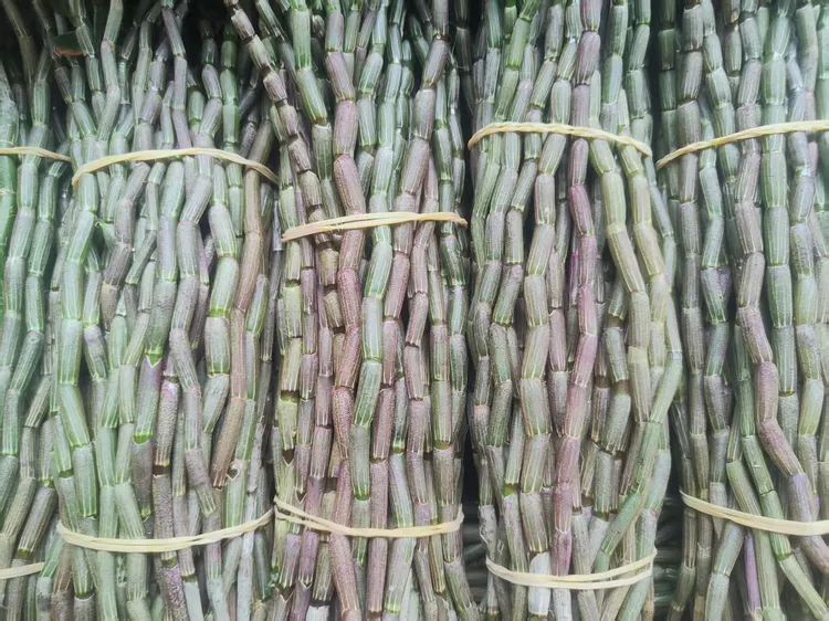 云南高山种植铁皮鲜条胶质浓可煲汤现采现发