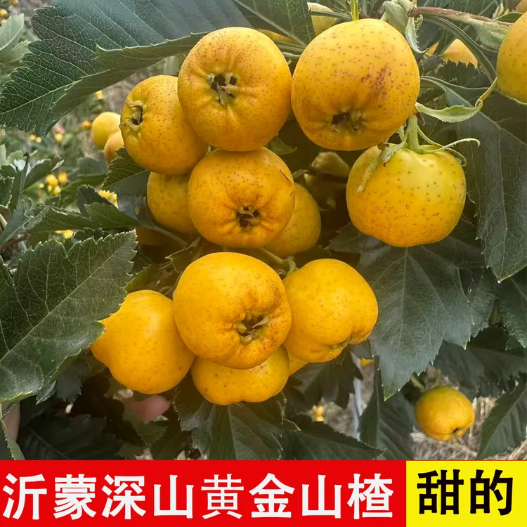 稀有品种沂蒙山区新鲜采摘带有果香味的甜黄山楂孕妇甜黄金豆山楂