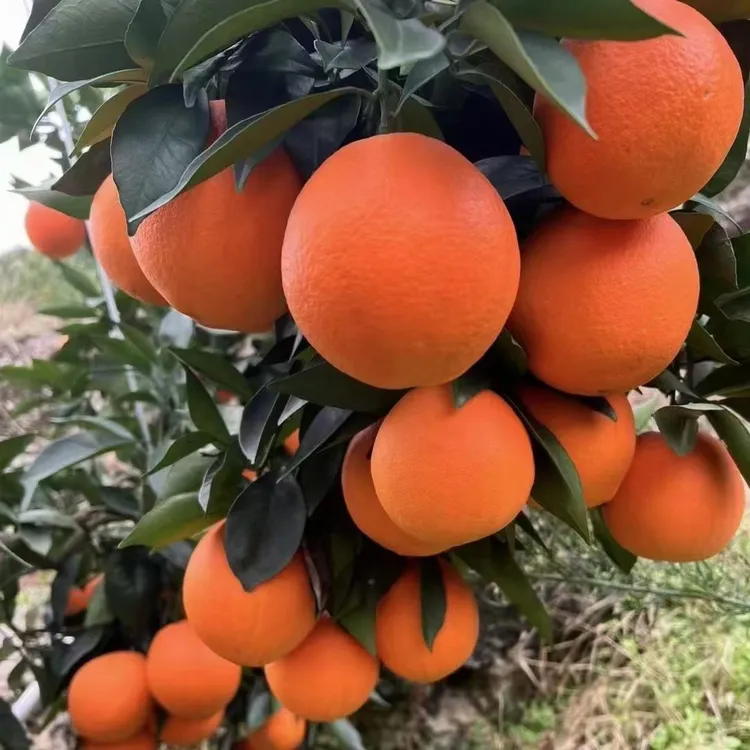 巫山恋橙新鲜甜橙子彩箱现摘现发当季新鲜水果