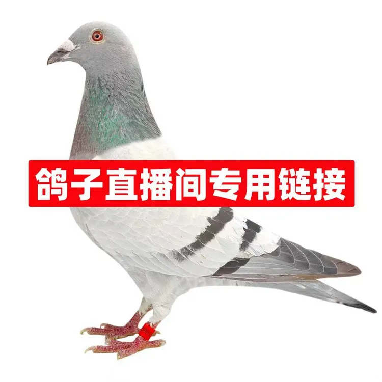  信鸽成绩鸽 公棚鸽 原环种鸽