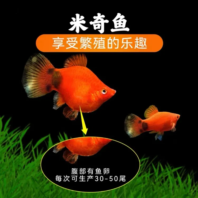 米奇胎生鱼热带小型活体耐养玛丽冷水鱼鱼料饲料小型鱼观赏鱼