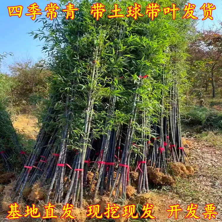 四季常青耐寒发货紫竹罗汉竹苗金镶玉竹苗