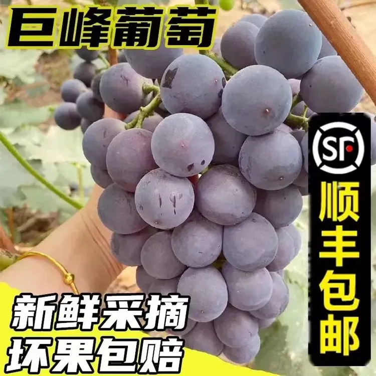湖南巨峰葡萄现摘秋季水果酸甜葡萄中秋好礼15年经典老树巨峰葡萄