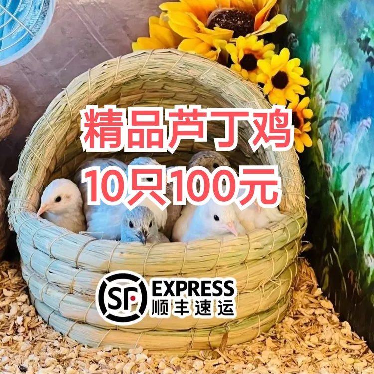一百米十只两三个月左右青年芦丁鸡  非生鸡肉 包冰率不含冰