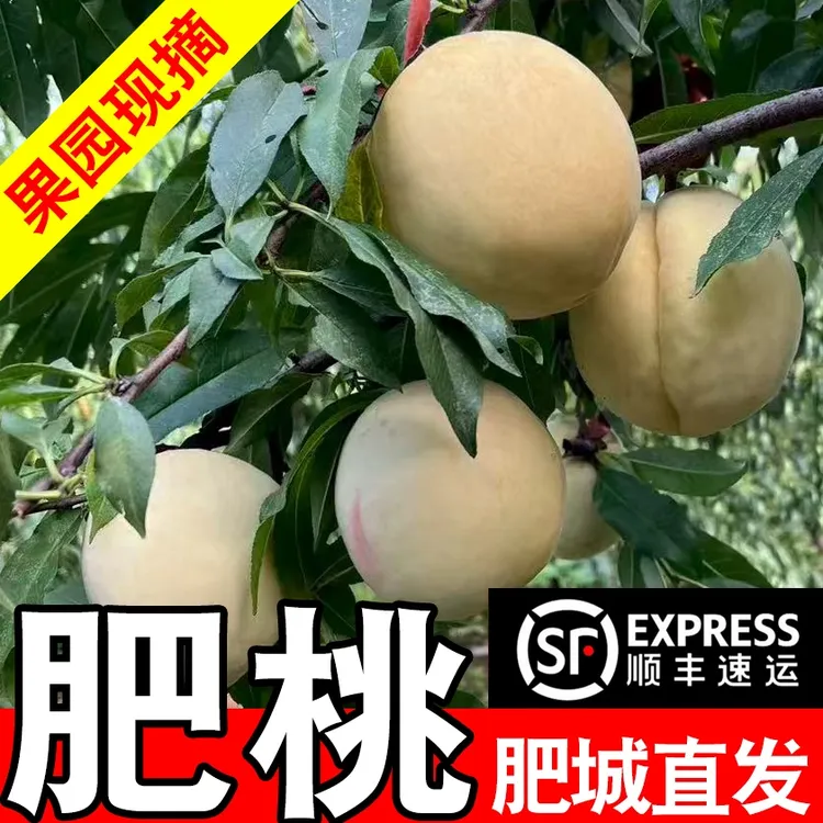 正宗山东肥城桃中华寿桃新鲜产地直发贡桃水蜜桃应季水果山东特产