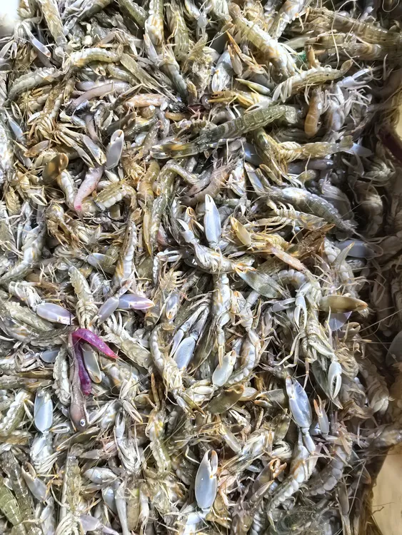 渤海湾花腰虾除京津冀外加干冰发货（有大有小）保鲜不保活介意勿拍