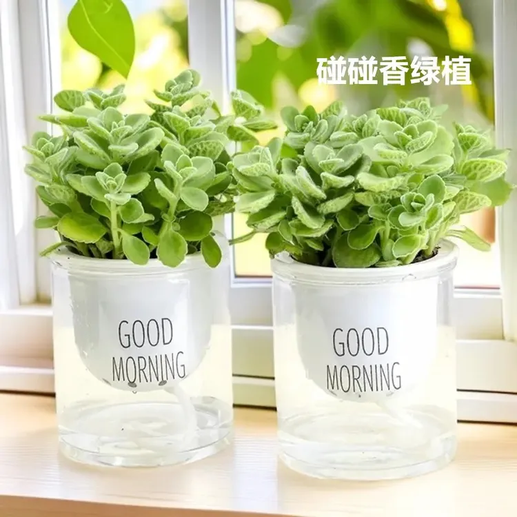 碰碰香植物一抹香盆栽室内阳台好养易活可食用绿植客厅驱蚊驱虫