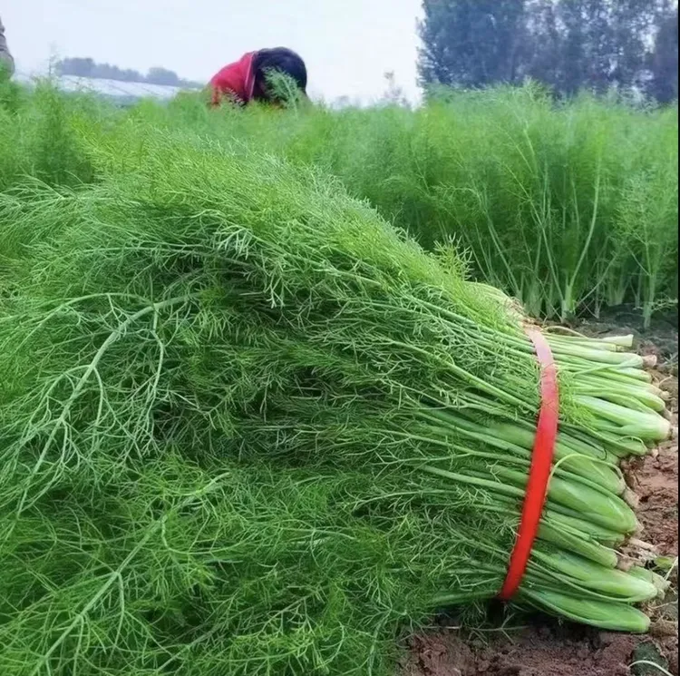 河北鲜嫩小茴香菜新鲜带根茴香苗绿色蔬菜现割荤香回香包邮产地