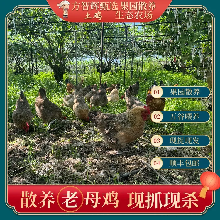 方先生甄选农家果园散养土鸡，老母鸡，原生态喂养。 包冰率不含冰