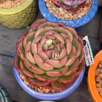 多肉一物一拍0226-268