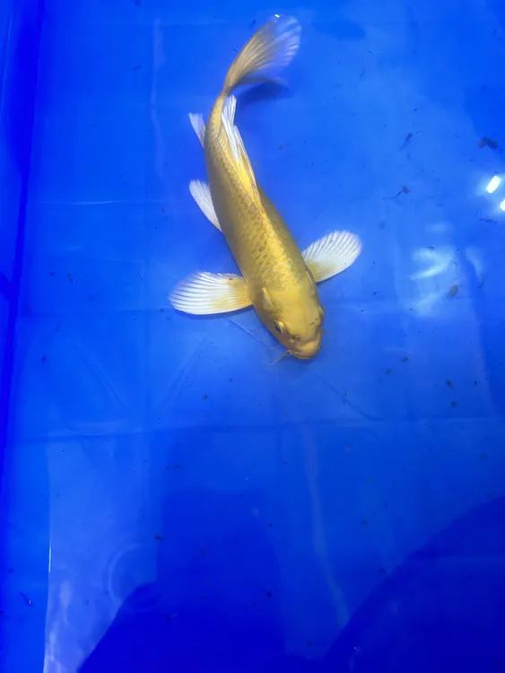  龙凤锦鲤黑白黄好养耐活冷水鱼大鳍大尾（收到务必拍开箱视频）