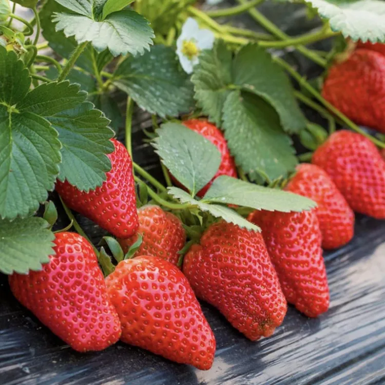 奶油草莓种子四季播种白草莓种籽子阳台盆栽蔬菜庭院室外商品图