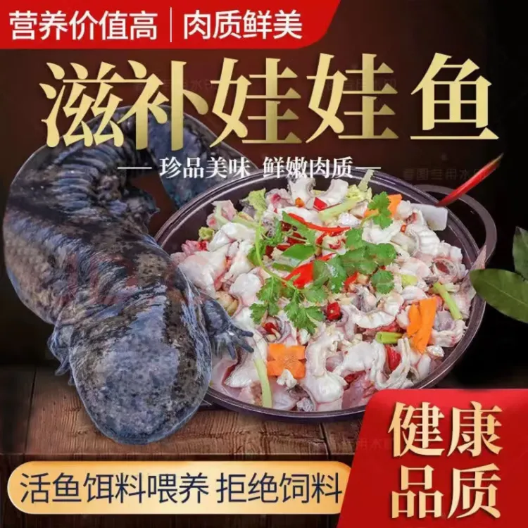 "娃娃鱼"7斤到20斤人工养殖子二代包活包邮选规格