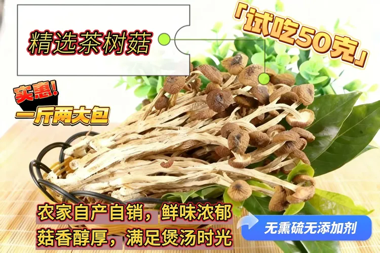 广昌精品茶树菇新鲜不开伞不去脚茶树菇