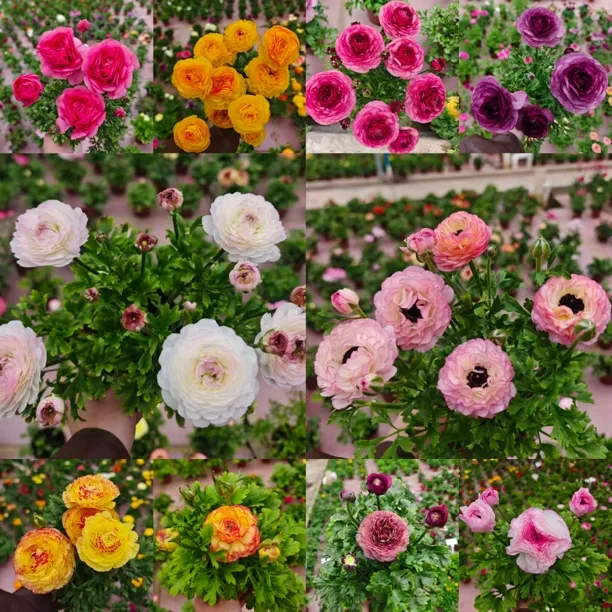 洋牡丹【颜色不选】盆栽四季易种庭院阳台种植花卉发货快