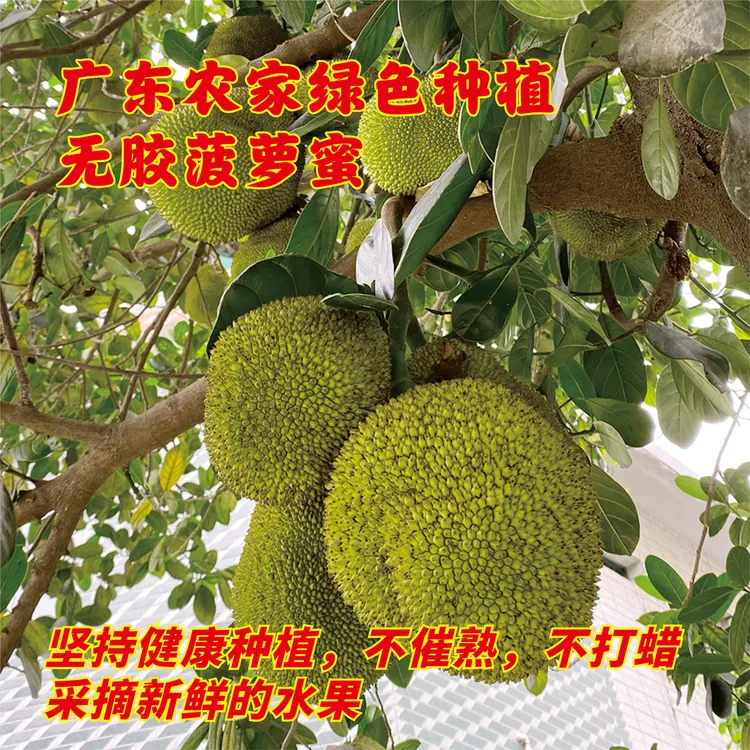无胶菠萝蜜广东化州爽脆香甜菠萝蜜珍珠菠萝蜜果金苞黄肉干苞
