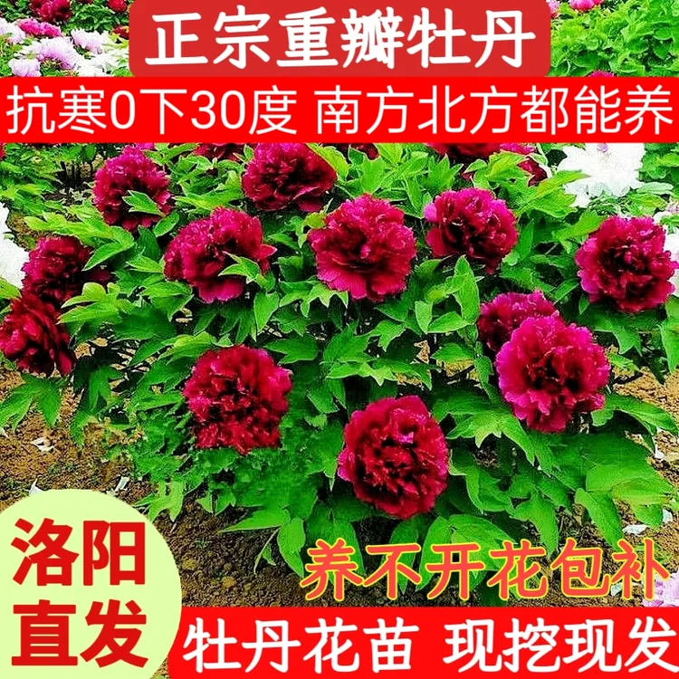 【福利牡丹】花大色艳 4年牡丹花苗3枝条以上 耐寒耐热 可盆栽地栽