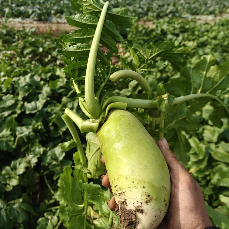 钟祥老家蔬菜定制