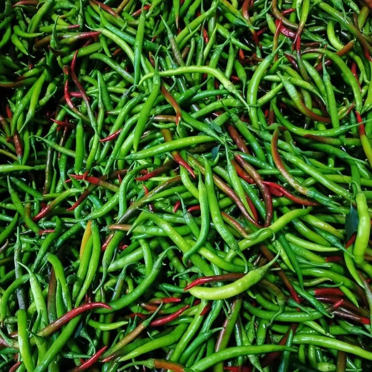 清园处理花线椒二荆条尖椒现摘青紫椒辣椒中辣做泡椒腌辣椒专业