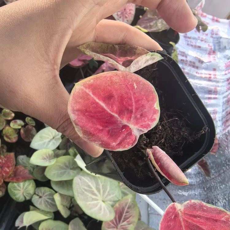 泰彩小苹果，养定，热带植物，养护温度需要在15℃以上，保持散射光照