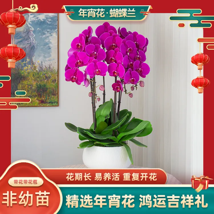 甄选鲜花蝴蝶兰【大红花】超大室内花卉乔迁 开花带花苞 送人送礼