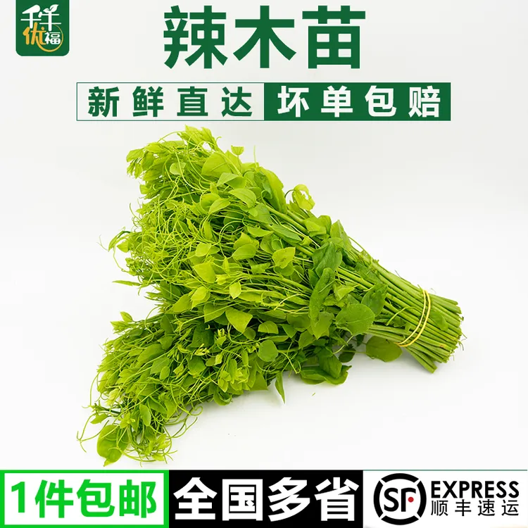 新鲜辣木苗半斤-1斤 姑娘菜野菜赤苍藤龙须菜酒店食材新鲜蔬菜
