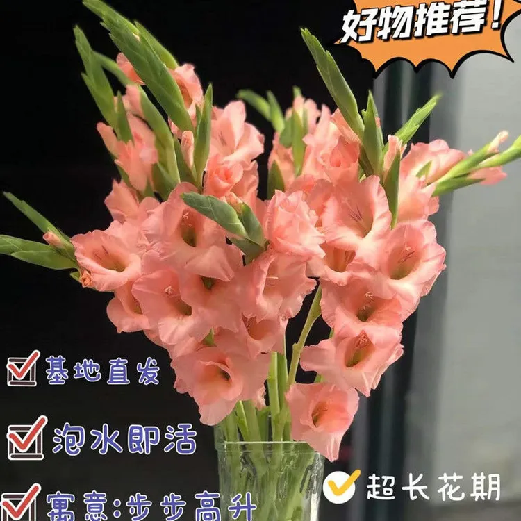 剑兰唐菖蒲鲜切花水养插花节节高开花持久办公室桌面绿植花卉送礼