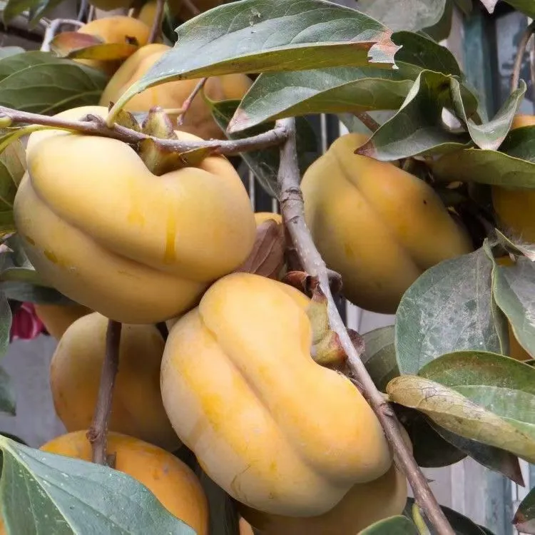 磨盘柿子果树水果树苗树苗苗南北方种植果树耐寒耐热树柿子树庭院