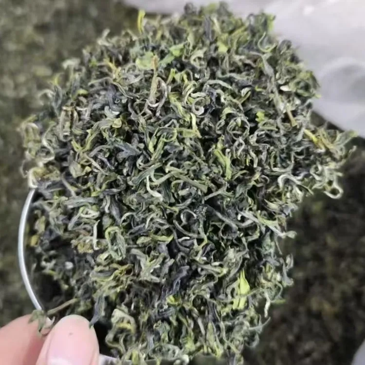 2025日照绿茶秋白露一芽两叶豌豆香