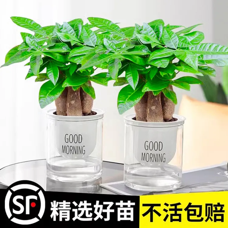 【买一送一】发财树盆栽花卉绿植物办公室内水培吸甲醛好养桌面水养
