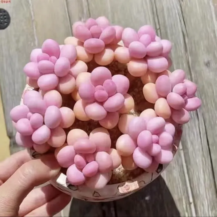 桃蛋老桩多头群生腰子蛋多肉植物套餐组合盆栽室内办公室花卉绿植