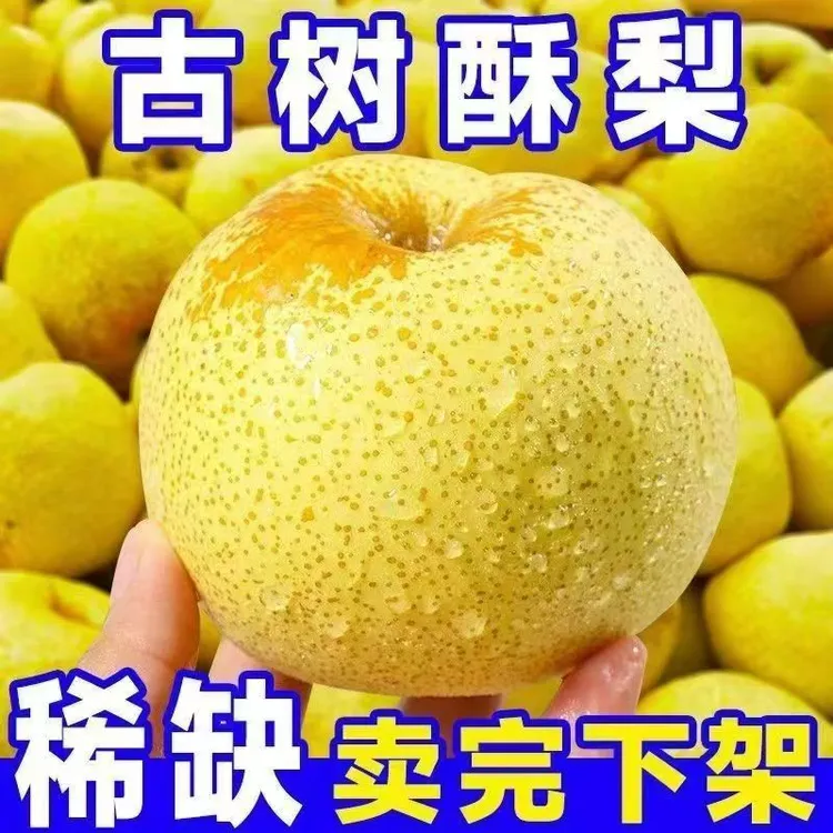 （砀山直发）安徽砀山酥梨砀山梨子新鲜水果当季现摘现发批发