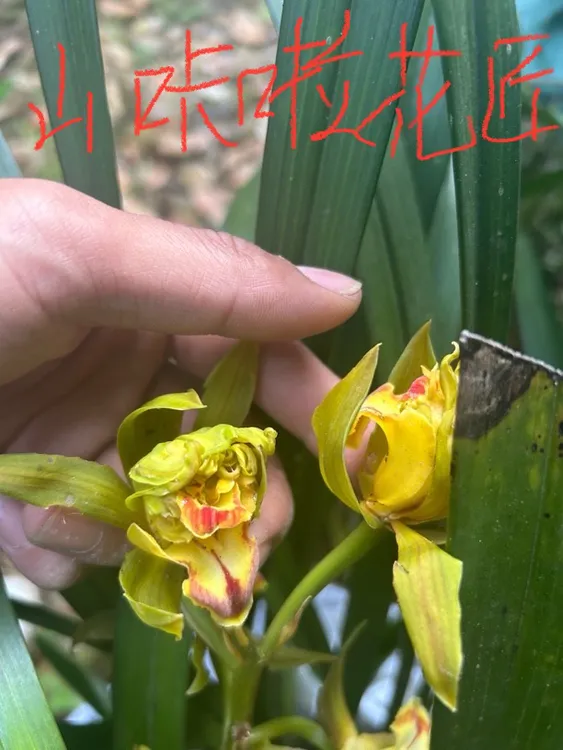 高端虎头兰九头狮子