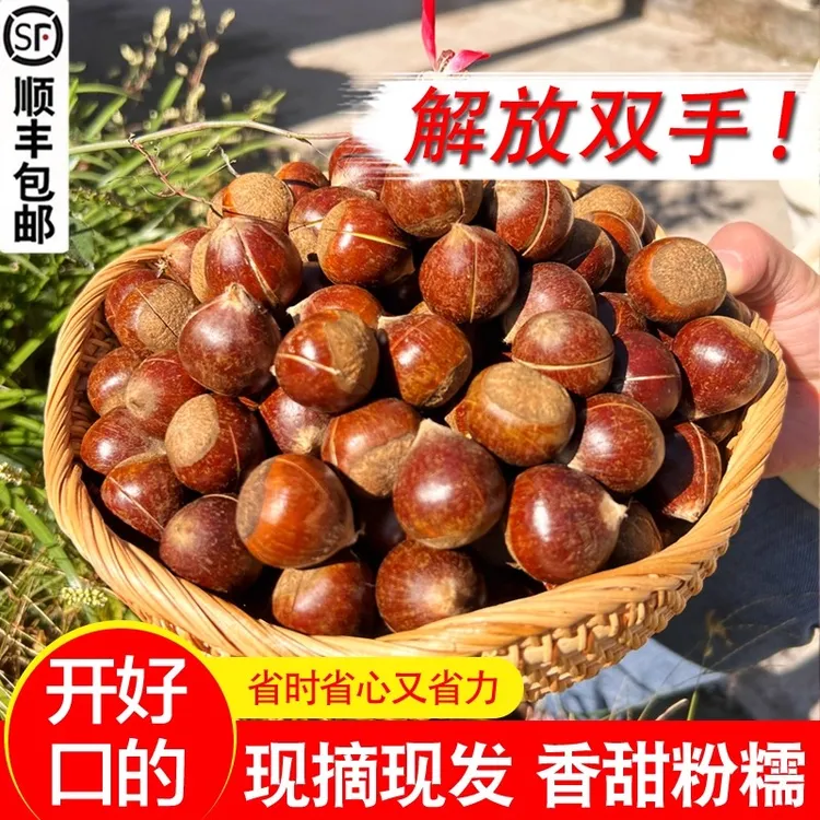 （开好口的锥栗）建瓯油锥栗尖板栗新鲜生栗子带壳福建特产糖炒栗子
