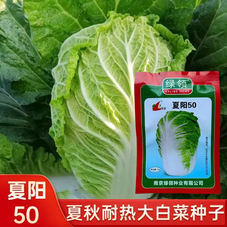 绿领夏阳50大白菜种子夏季专用白菜籽50天早熟抗热耐高温蔬菜种子