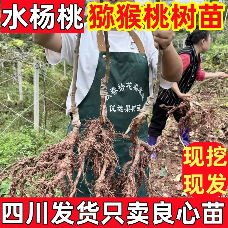 水杨桃脚本红心猕猴桃苗抗涝抗旱