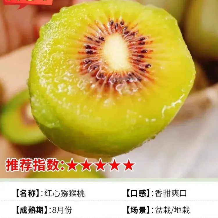 [正宗嫁接猕猴桃]果树苗阳台庭院种植明年挂果