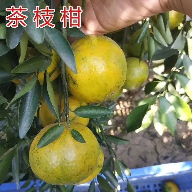 正宗新会柑树苗茶枝柑苗大红柑陈皮小青柑普茶嫁接原生橘桔子果苗