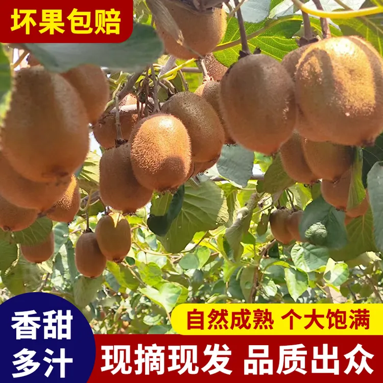【单层试吃装】正宗陕西徐香猕猴桃新鲜水果自然熟果香浓郁