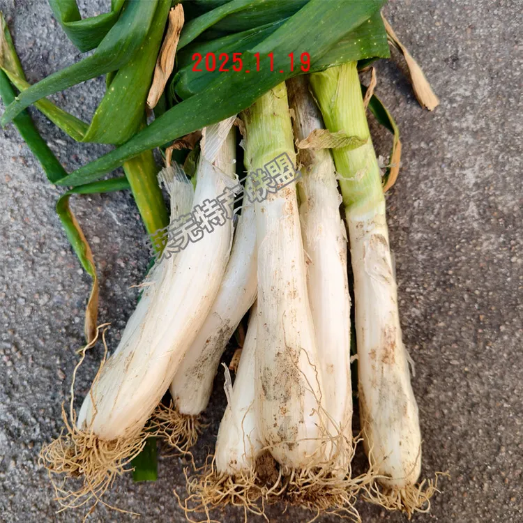 鸡腿葱莱芜特产 地方老品种大葱 新鲜大葱 现挖现卖呛辣味香1.5kg