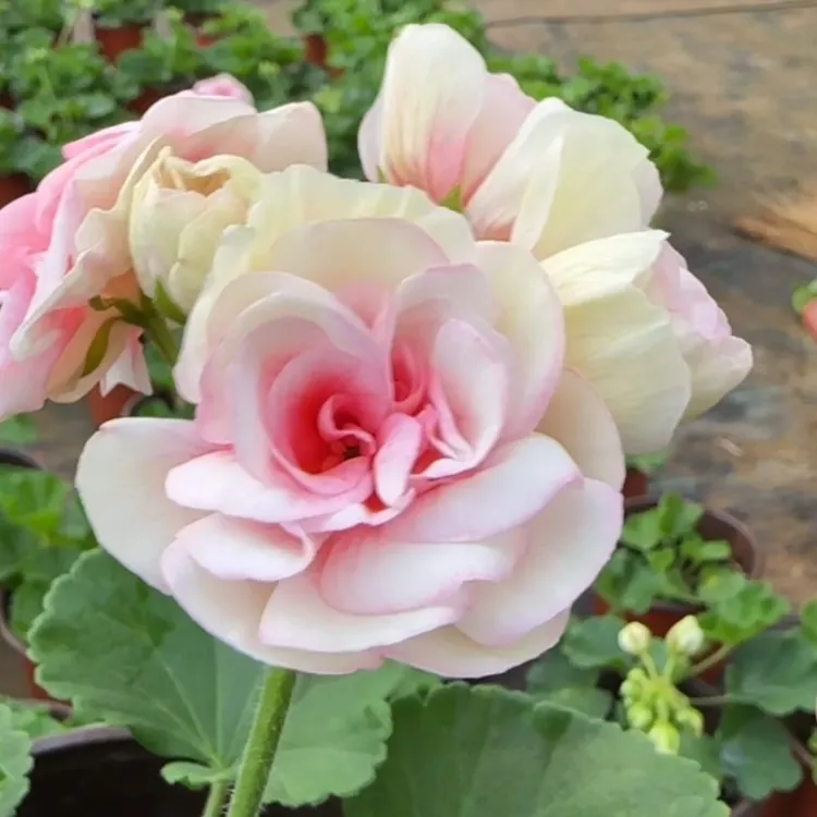 【嫡公主】直立天竺葵大花朵大花球四季开花矮株低于零下2度拍保温