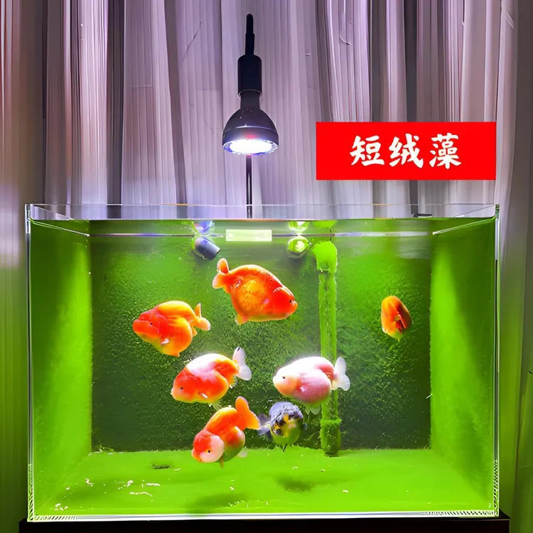短绒藻藻种兰寿苏虾金鱼藻鱼缸造景爆藻净化水质长绒藻绿毛龟引藻
