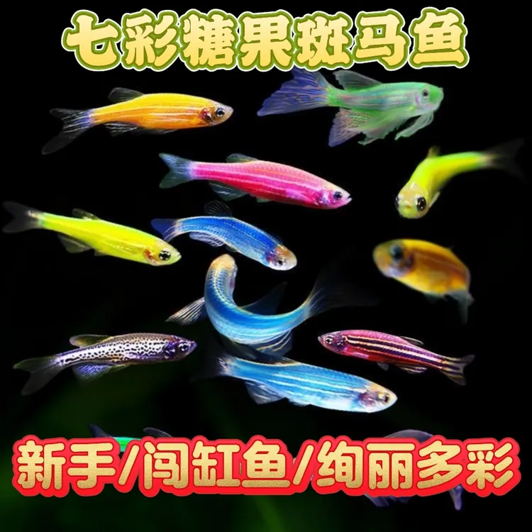 七彩糖果斑马鱼淡水鱼小型冷水观赏鱼好养耐活耐寒小鱼桌面水景