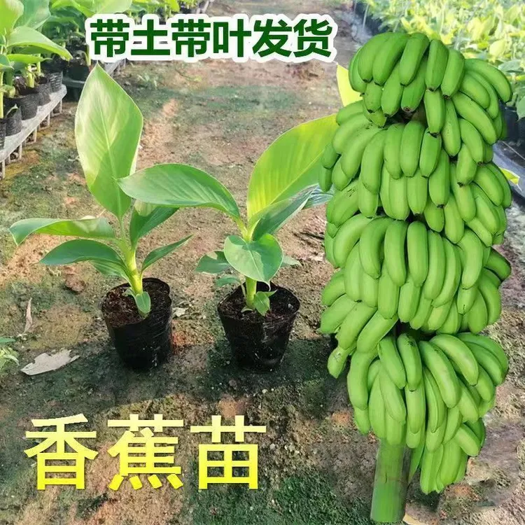 香蕉苗苹果蕉苗皇帝蕉粉蕉树苗小米蕉芭蕉苗庭院植物带土带叶发货