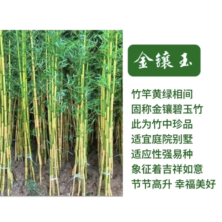 基地直发 金镶玉庭院绿化景观竹苗植物四季常青