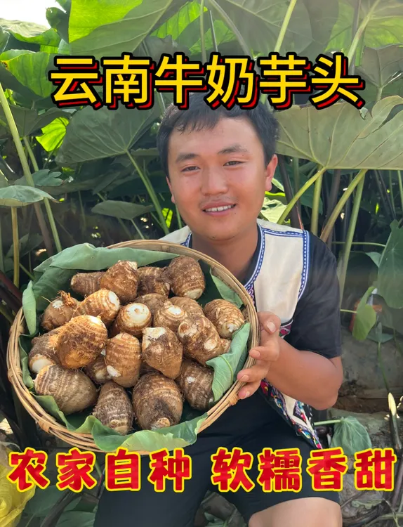 云南高山农家新鲜现挖牛奶芋头软糯香甜芋头正宗云南牛奶小芋头