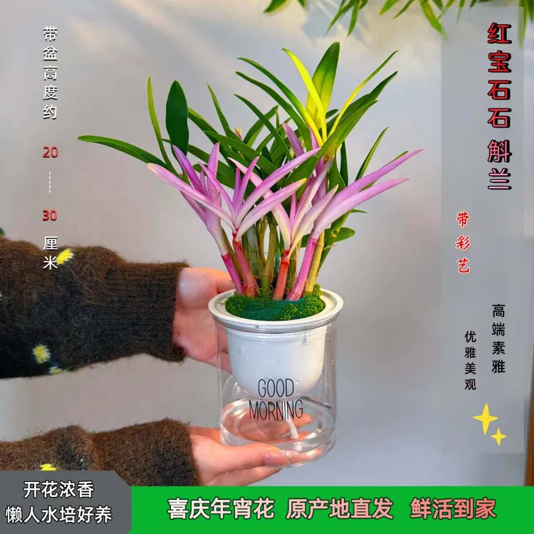 【带红芽】七彩香水石斛兰 精品澳洲石斛 浓香型 水培盆栽商品图