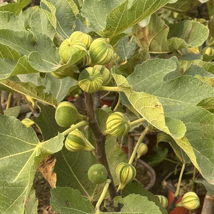 原盆原土彩虹无花果