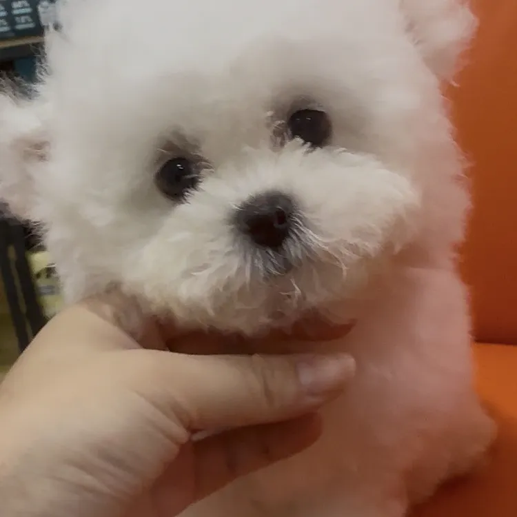 宠物小体比熊韩系弟弟，大眼睛