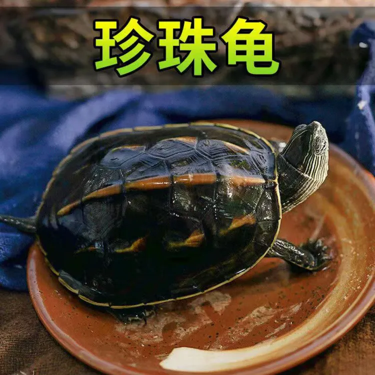 外塘花龟珍珠龟，中华草龟，活体观赏宠物龟适合养殖便宜活物龟苗，